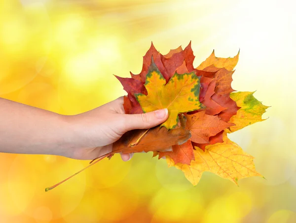 Hand holding autumn maple leaves — Stock Photo, Image