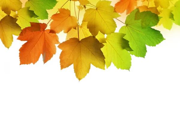 秋のメープル ツリーを葉します。 — ストック写真