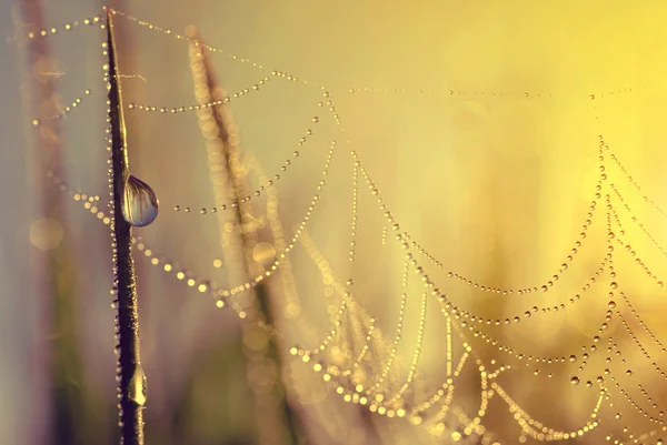 鲜草滴露珠与日出时的蜘蛛网. — 图库照片