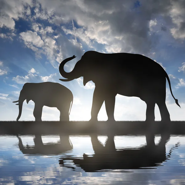 Silhouette two elephants — Stock Photo, Image