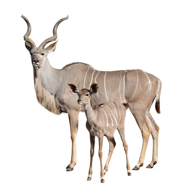 Större kudu isolerade — Stockfoto