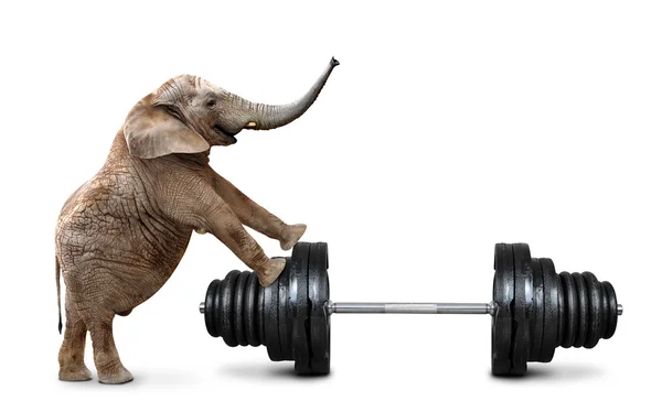 Afrikaanse olifant met dumbbell — Stockfoto