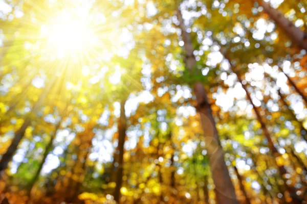 Bokeh v lese na podzim — Stock fotografie
