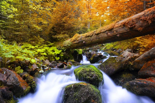Podzimní Les s mountain creek v národním parku Šumava — Stock fotografie