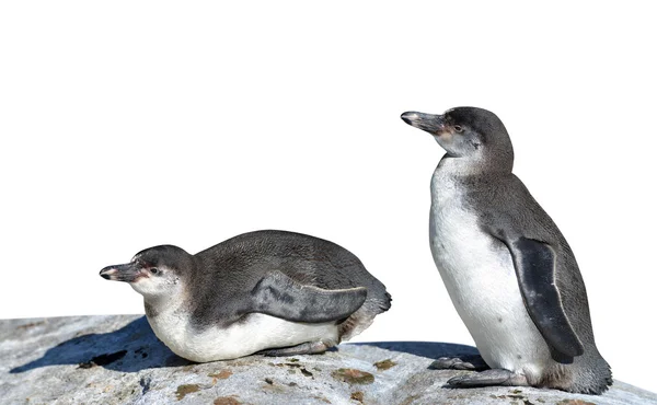 De Humboldt pinguins — Stockfoto