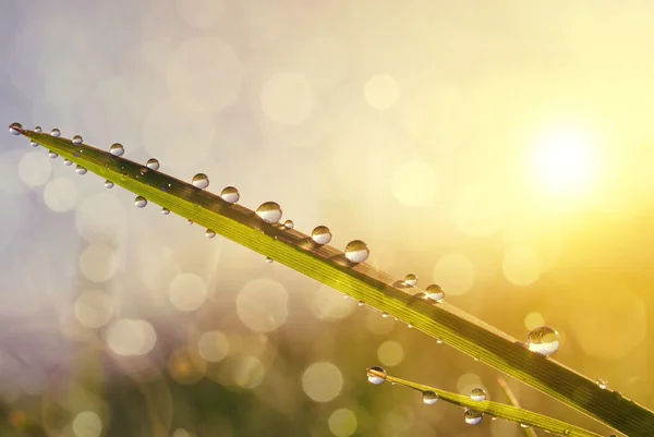 Frisches Gras mit Tautropfen bei Sonnenaufgang. — Stockfoto