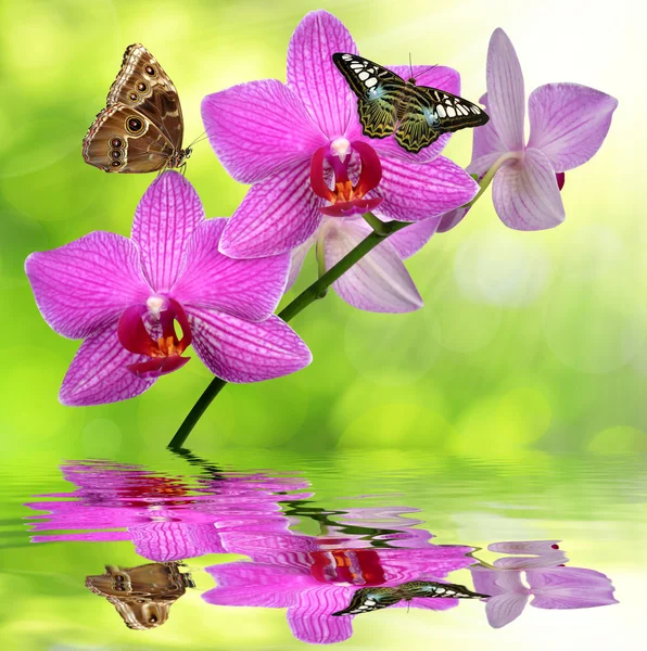 Purple orchid with butterflies — Stock Photo, Image