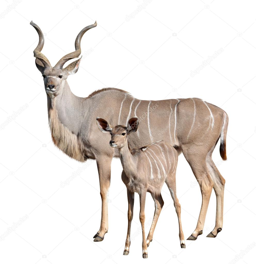greater kudu isolated