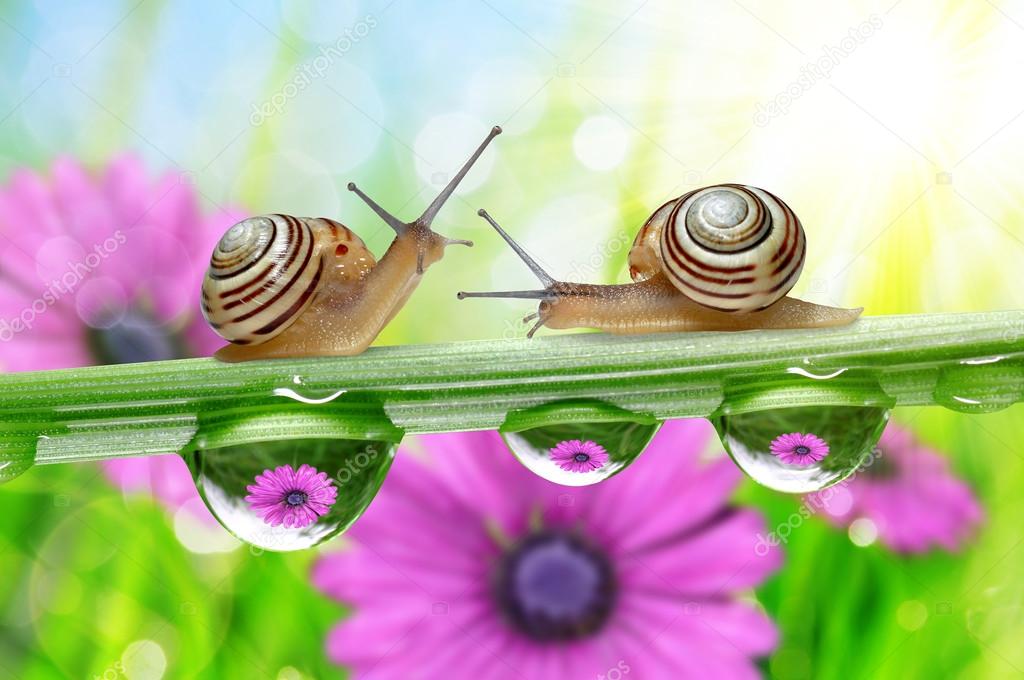 Flowers in the drops of dew on the green grass and snails