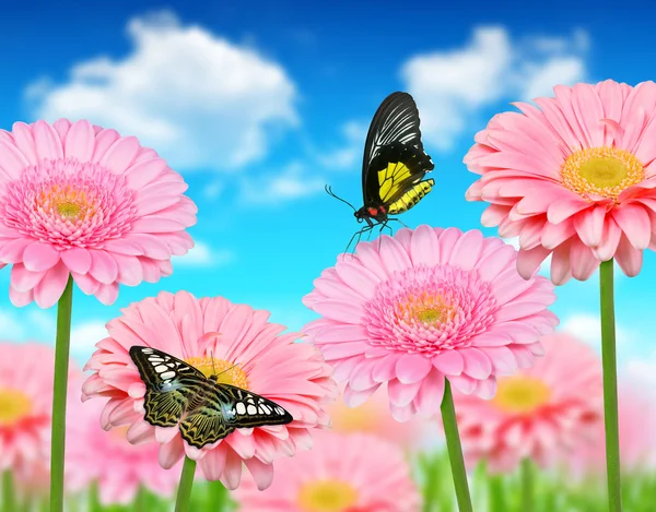 Rosa Gerbera-Blüten — Stockfoto