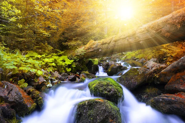 Herfst bos met berg creek — Stockfoto