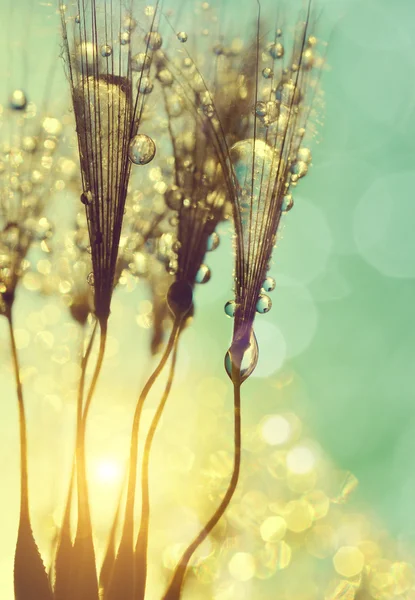 Dewy dandelion flower — Stock Photo, Image