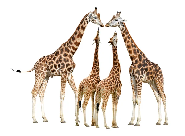 Herd of Giraffes isolated — Stock Photo, Image