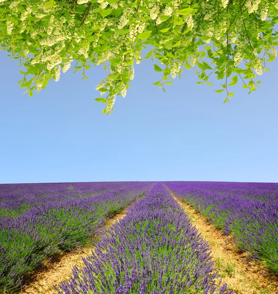 Levandulové pole v provence — Stock fotografie