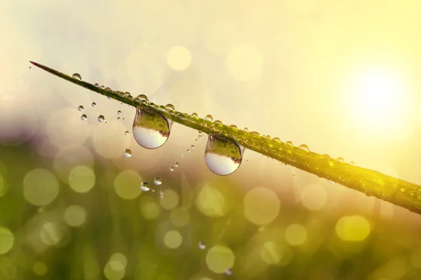 Hierba fresca con gotas de rocío al amanecer —  Fotos de Stock