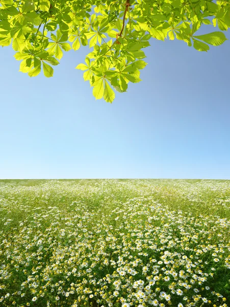 Champ de marguerites — Photo