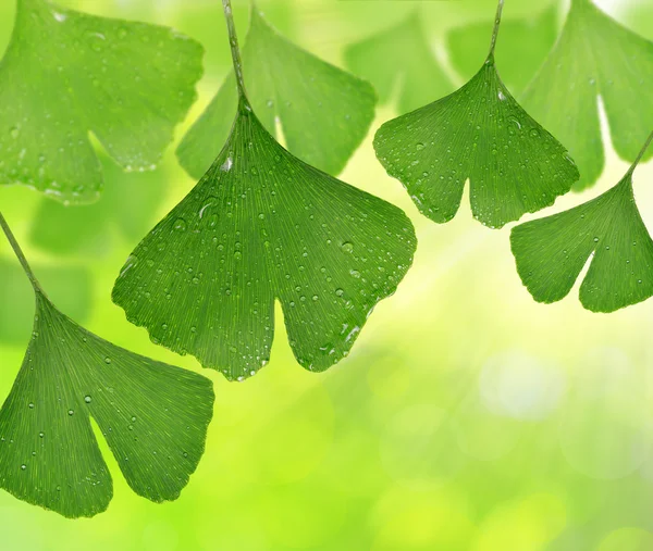 Ginkgo biloba yaprakları — Stok fotoğraf