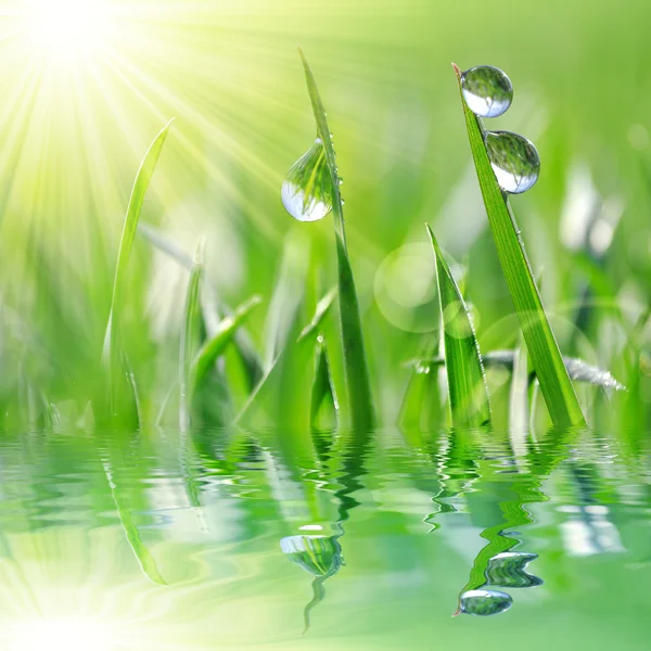 Свежая зеленая трава с капельками воды крупным планом — стоковое фото