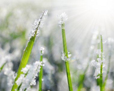 Frozen grass close up clipart