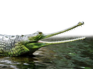 Gharial (also known as the gavial)