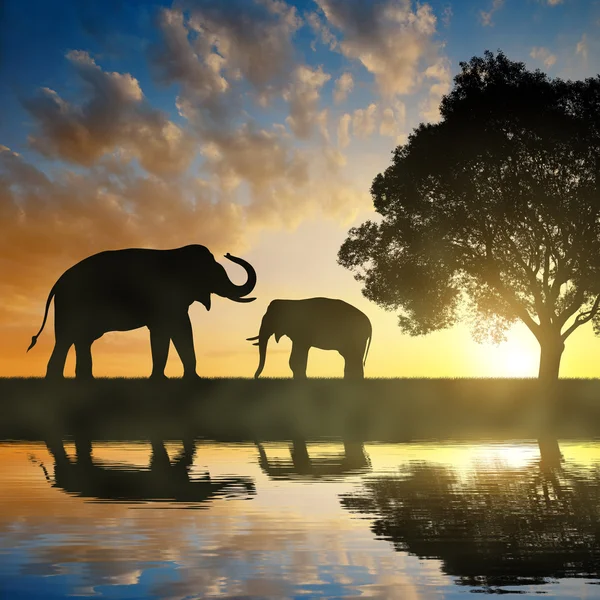 Silhouette two elephants — Stock Photo, Image