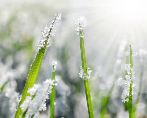 Herbe congelée gros plan — Photo