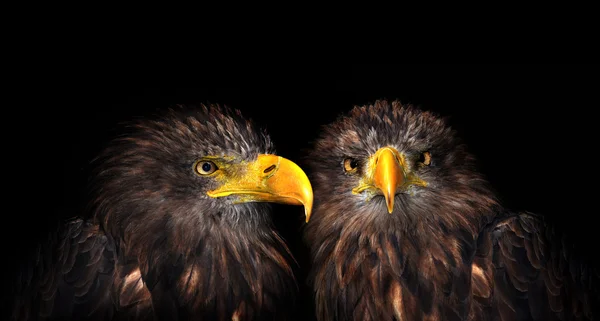 Sea eagles izolované — Stock fotografie