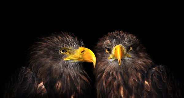 Sea eagles isolated — Stock Photo, Image