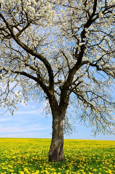 Bloeiende boom op paardebloem veld. — Stockfoto