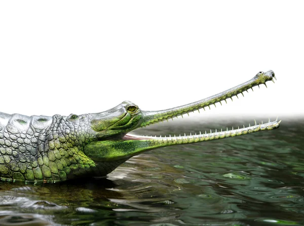 Gharial (aussi connu comme le gavial ) — Photo