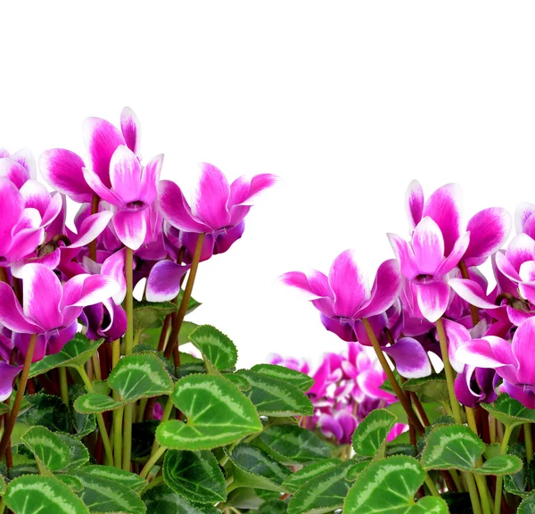 Roze bloem cyclamen — Stockfoto