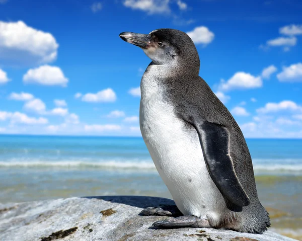 O Pinguim Humboldt — Fotografia de Stock