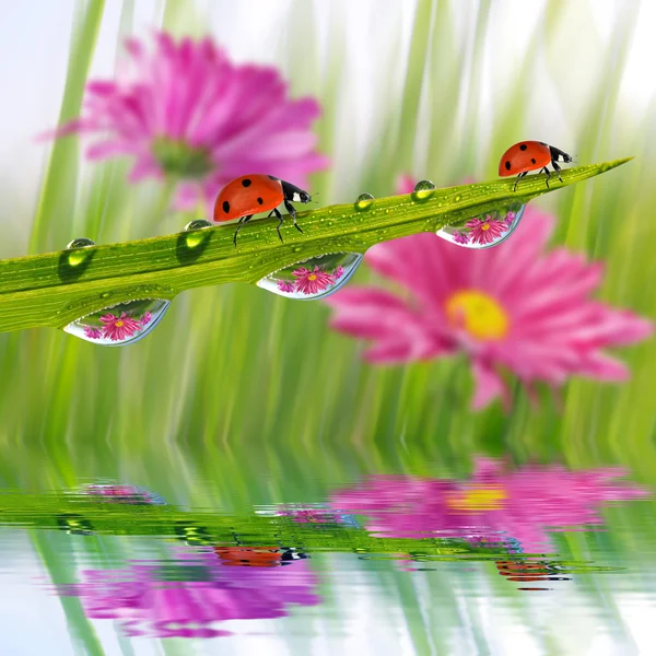 Fresh green grass with dew drops and ladybugs — Stock Photo, Image