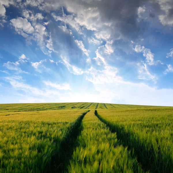 Pôr do sol sobre campos de cevada . — Fotografia de Stock