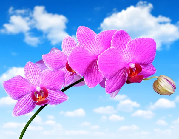 Pink purple orchid — Stock Photo, Image