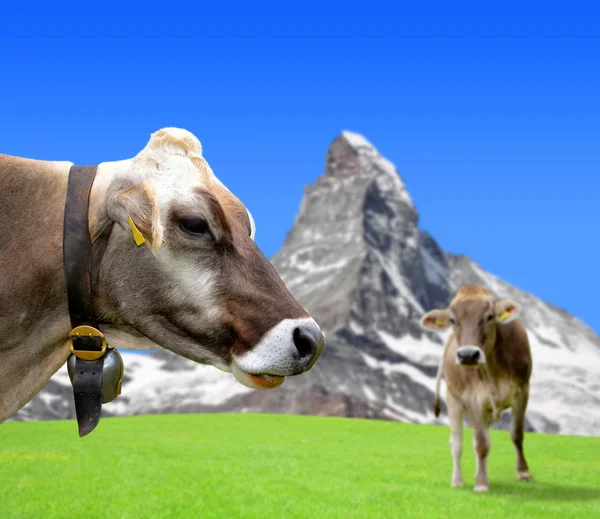 Vaca en el prado. — Foto de Stock