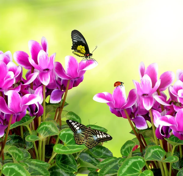 Ciclamen flor rosa — Foto de Stock