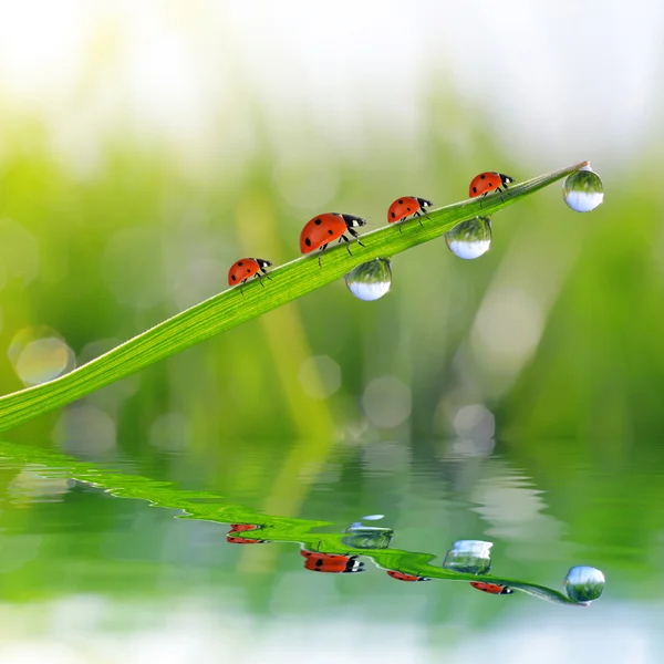 Dew drops and ladybirds — Stock Photo, Image