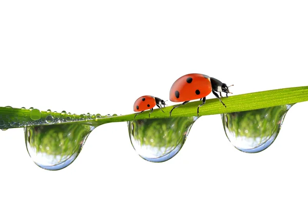 Dew and ladybirds — Stock Photo, Image