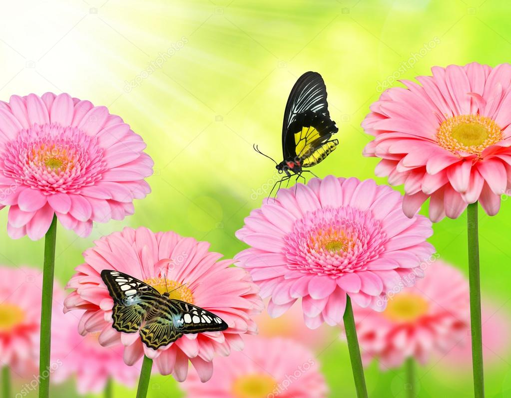 Flores de gerbera rosa com borboletas fotos, imagens de © vencav #89328192