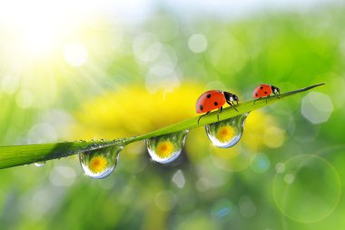 Karahindiba ladybugs ve yeşil çimen çiy damlaları içinde.