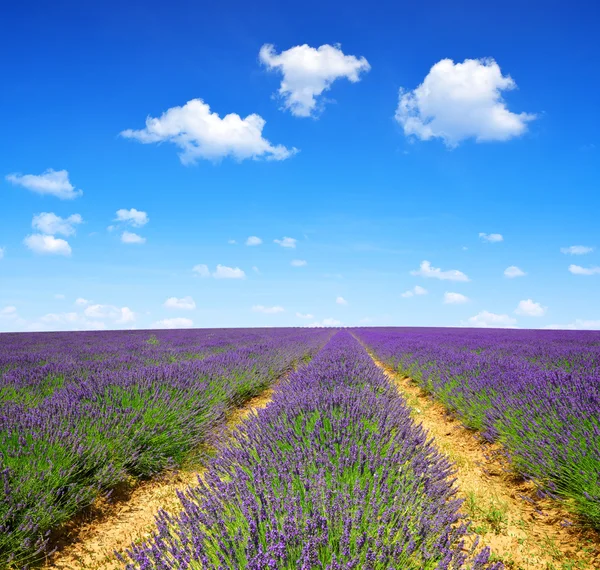 Levandulové pole v provence — Stock fotografie