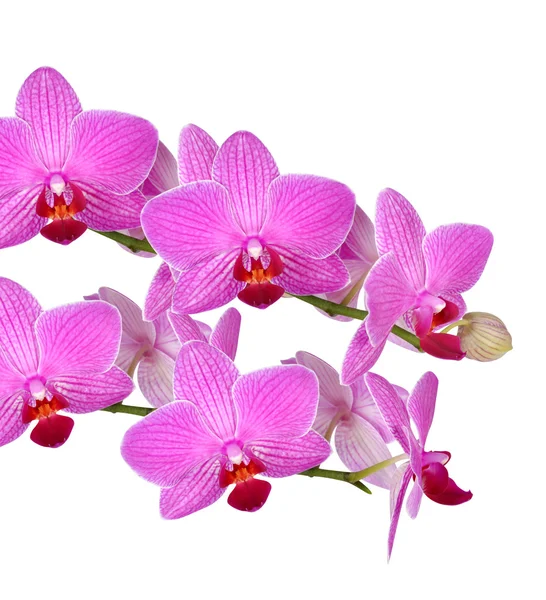 Nahaufnahme einer lila Orchidee — Stockfoto