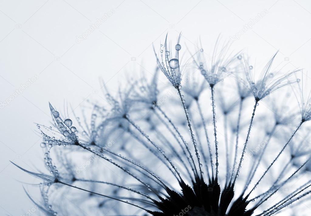 Dewy dandelion flower