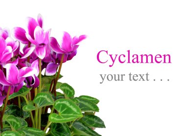 Pembe çiçek Siklamen
