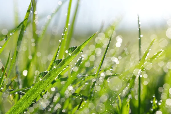 Verse groene gras met dauw druppels close-up — Stockfoto