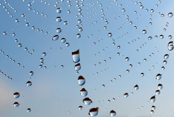 Павутинна мережа з краплями роси — стокове фото
