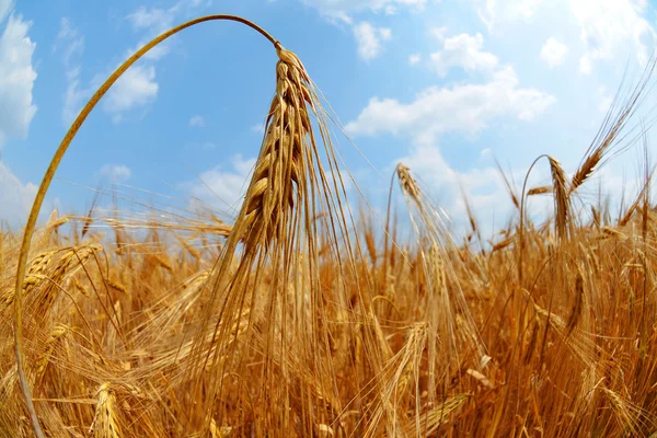 Golden wheat field — Stock Photo, Image