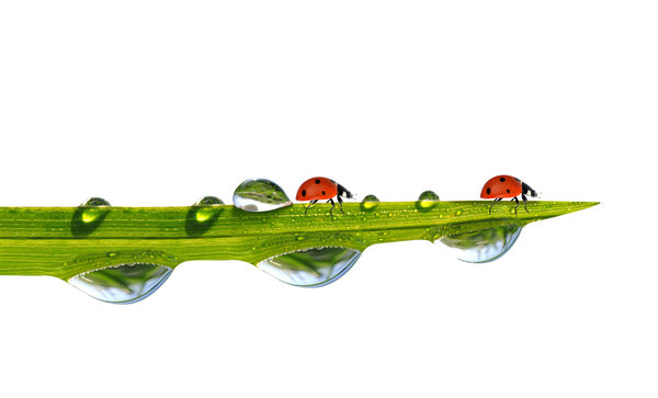 Green grass with dew drops and ladybugs