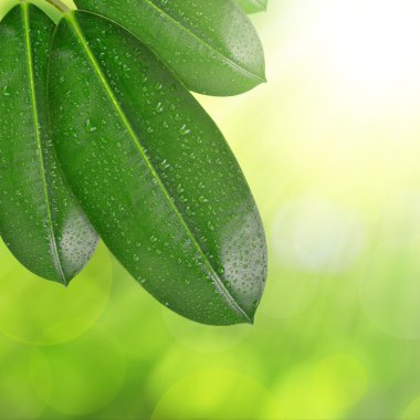 Ficus yaprakları çiğ damlaları ile